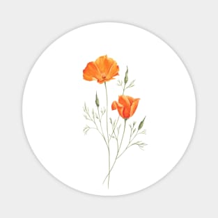 California poppies painting Magnet